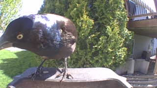 common grackle