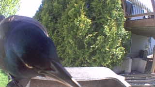 common grackle