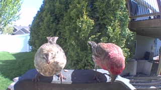 domestic turkey