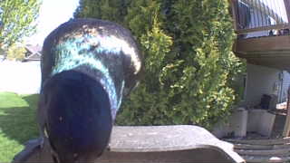 mallard