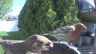 house finch