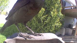 american crow