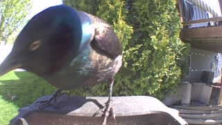common grackle