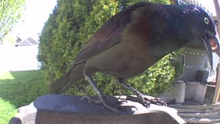 common grackle