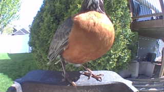 american robin