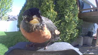 american robin