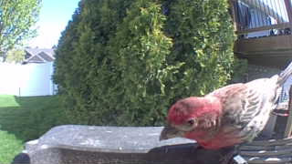 house finch