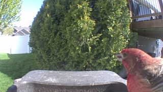 house finch