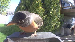 american robin