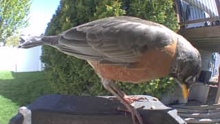 american robin