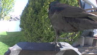 american crow