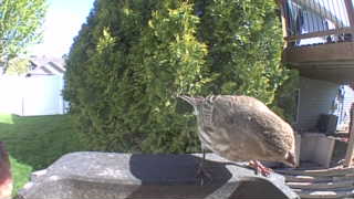 american robin