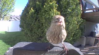 house finch