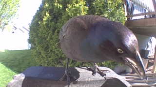 common grackle