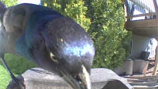 common grackle
