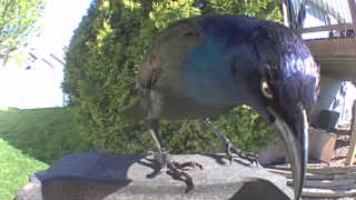 common grackle