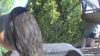 american robin