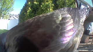 red-tailed hawk