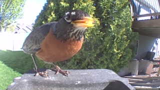 american robin
