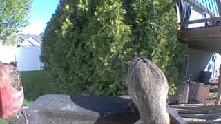 cooper's hawk