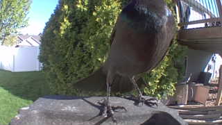 common grackle