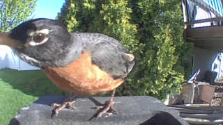 american robin
