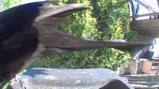 common grackle