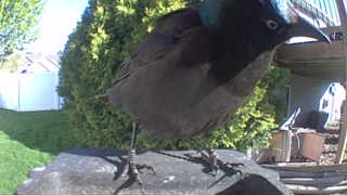 common grackle