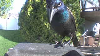 common grackle