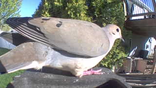mourning dove