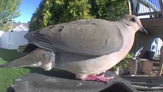 mourning dove