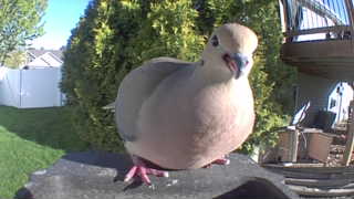 mourning dove