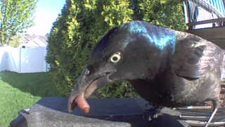 common grackle
