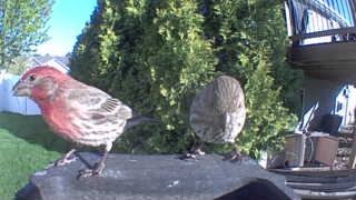 house finch