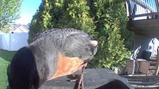 american robin