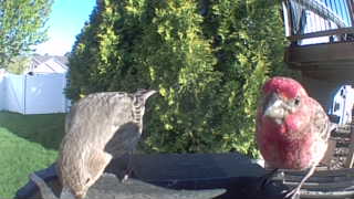 purple finch