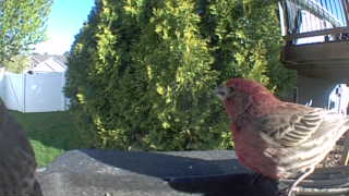 house finch