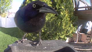 common grackle