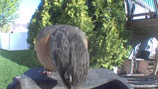 american robin