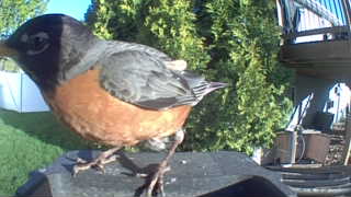 american robin