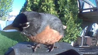 american robin