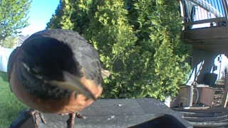 american robin