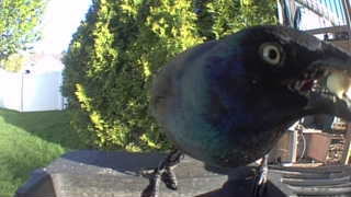 common grackle