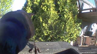common grackle