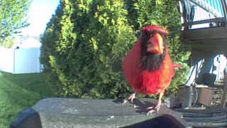 northern cardinal