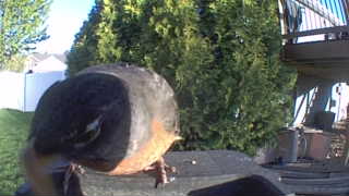 american robin
