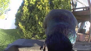 common grackle