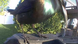 common grackle