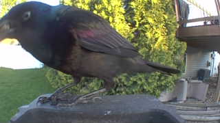 rusty blackbird