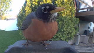 american robin